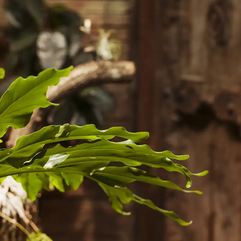 Detalle de vegetación natural en Spazio Galvany